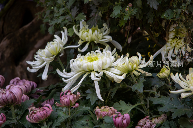 秋季盛开白菊花特写