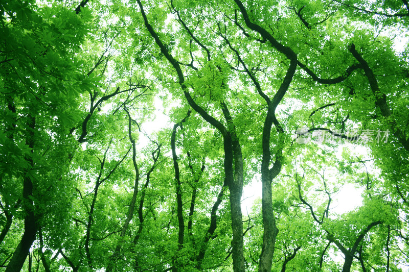 绿色树林