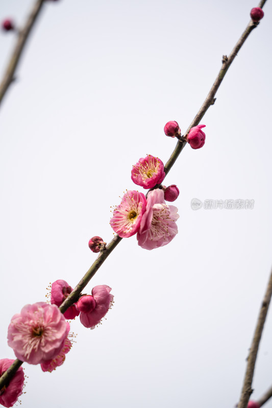 娇艳红梅盛开的花枝特写