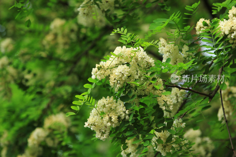 春天的槐花盛开