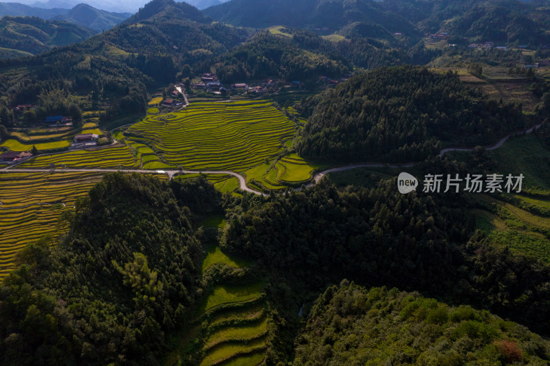 山川丘陵金黄稻田梯田航拍摄影图