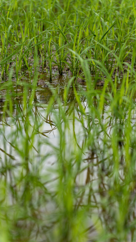 农场 水稻 种植 秧苗 培育秧苗