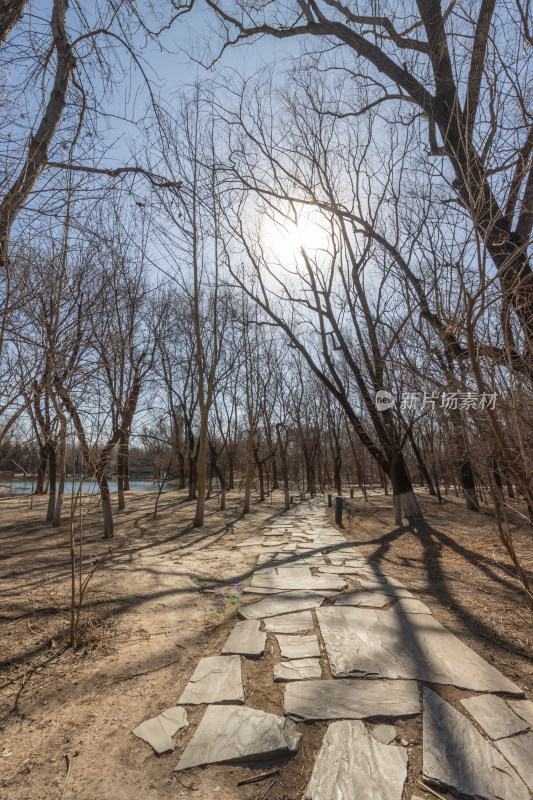 阳光穿梭的林间小路