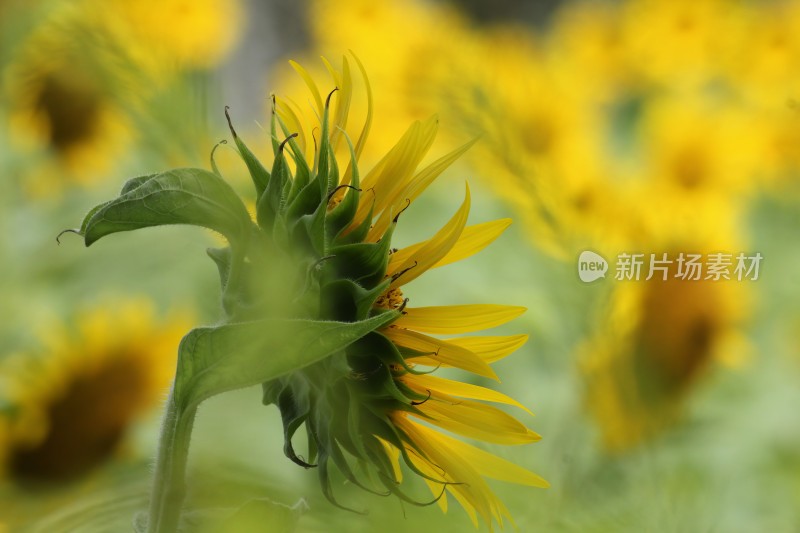 大片向日葵花田绿叶黄花生机勃勃