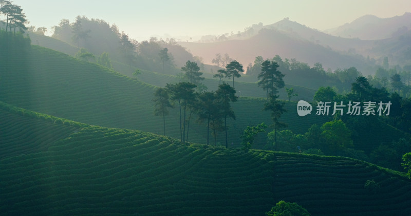 茶园茶山美丽乡村