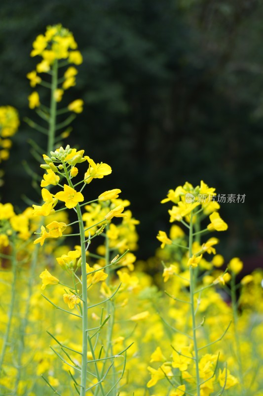 大片盛开的油菜花田景象和油菜花特写