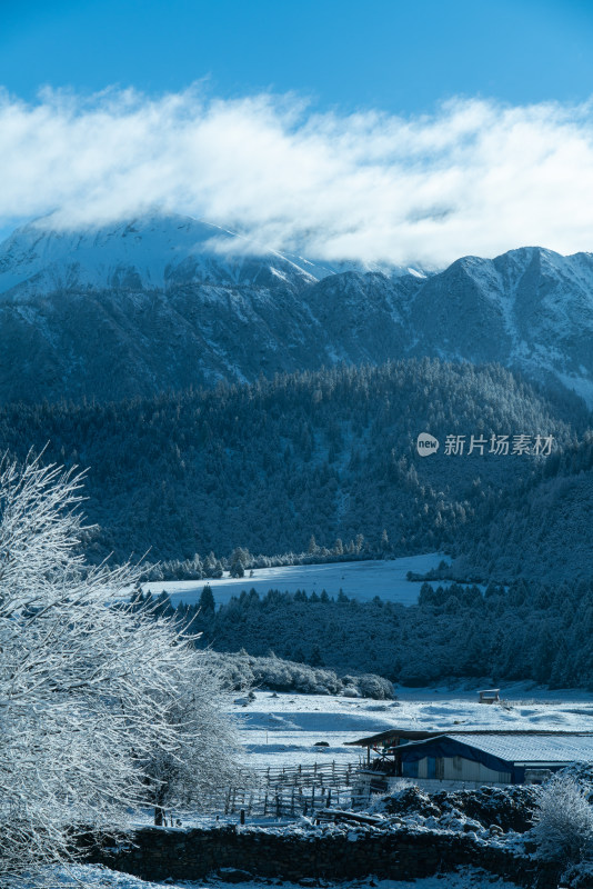冬天雪后的西藏林芝鲁朗镇田园风光