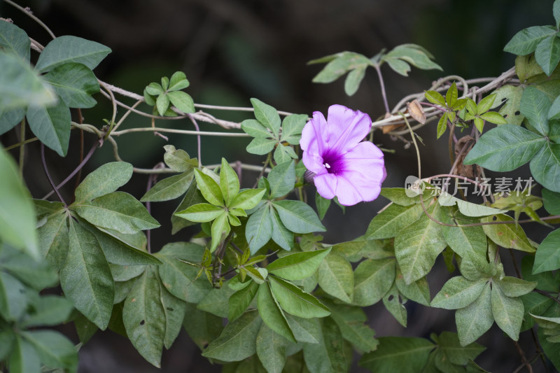 牵牛花开