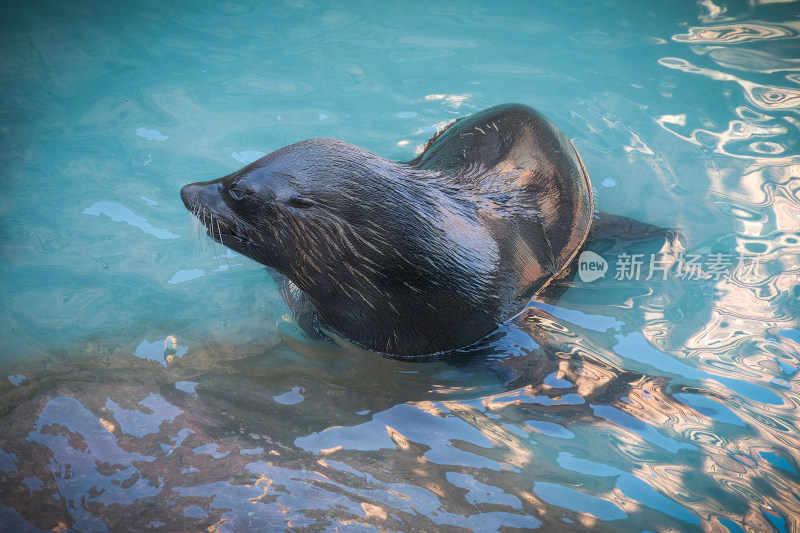 海狮在水中休息