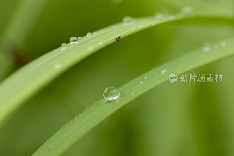 叶子上的露珠水珠雨珠特写