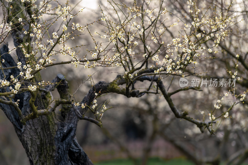 绽放的梅花树枝特写