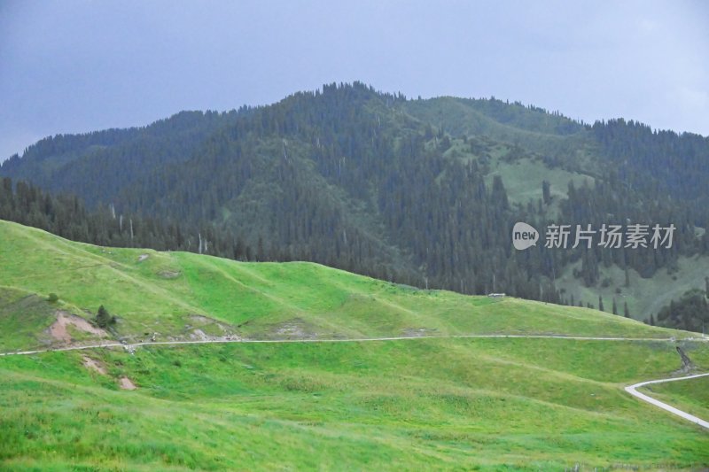 夏塔新疆伊犁草原的牛马和风