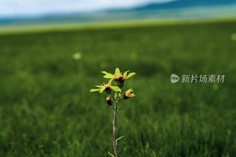 新疆内蒙大草原山脉自然风光