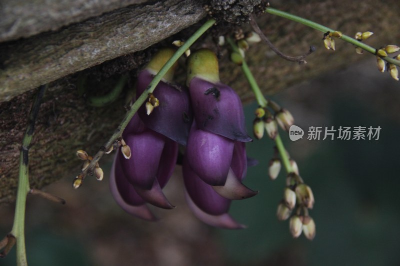 广东东莞：禾雀花盛开