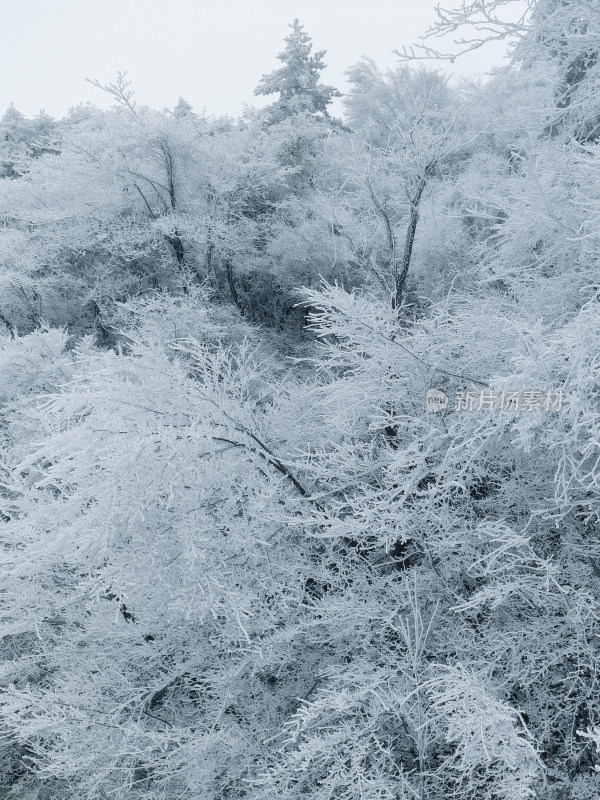 杭州牵牛岗树林雾凇森林雪景航拍