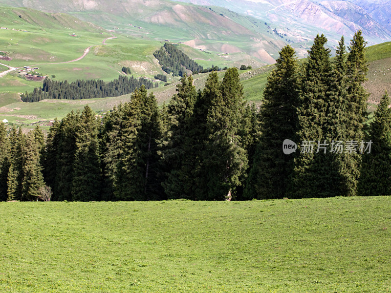 夏天新疆伊犁的草原森林自然风景
