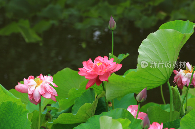 雨后清新的荷花