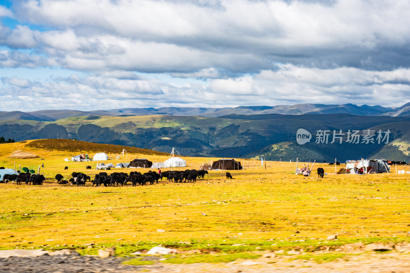 318川藏线川西甘孜高海拔草原雪山自然风光