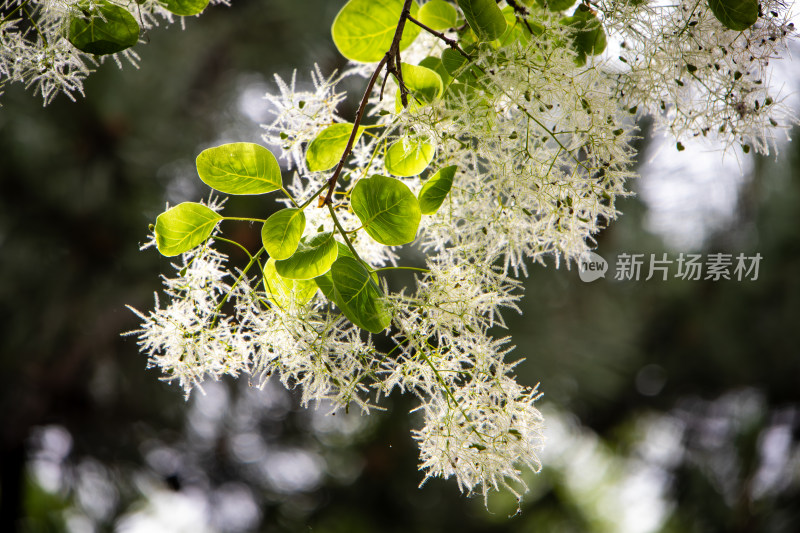 春天黄栌树枝头的白色花絮如梦似幻