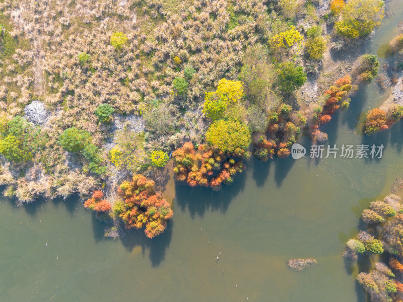 福州多彩树林沿水域分布的自然风景航拍