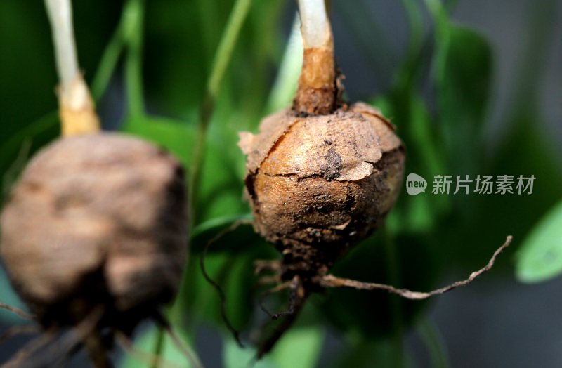 野生中药材元胡的花朵和果实