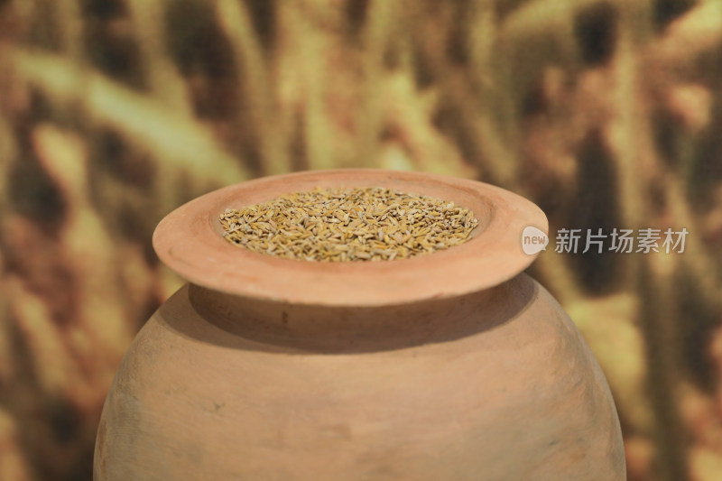 杭州良渚博物院农耕文明五谷杂粮展示