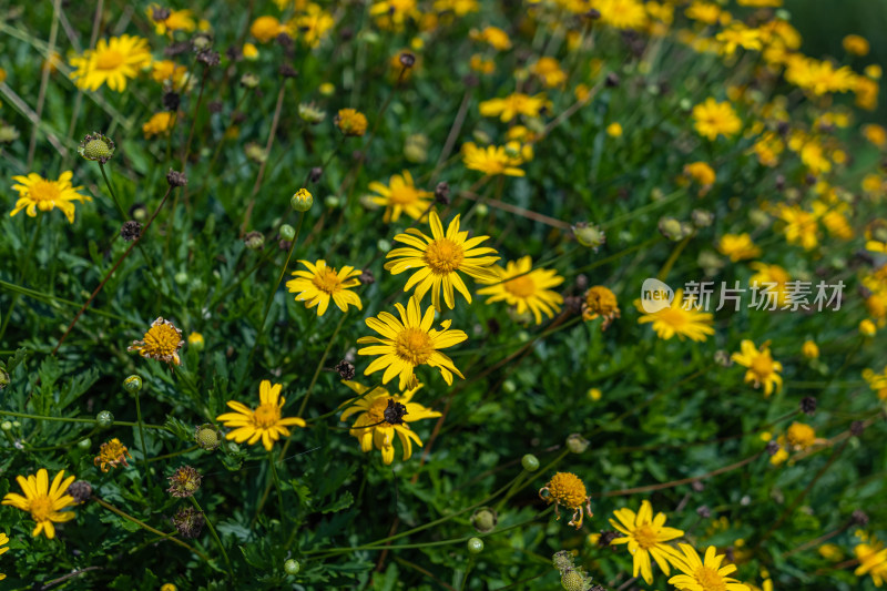 黄花植物黄金菊