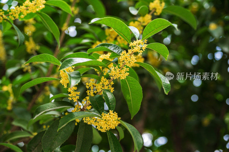 桂花树上盛开的金色桂花