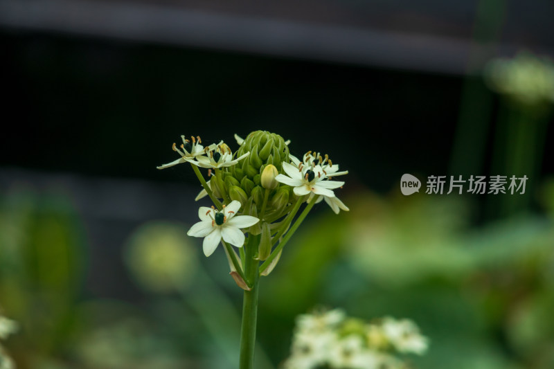 静物植物虎眼万年青花朵大光圈特写