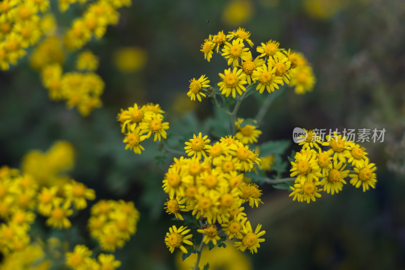 秋天霜降菊花黄色寒冷自然风景故乡思念