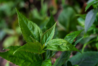 中药材玄参科植物腹水草