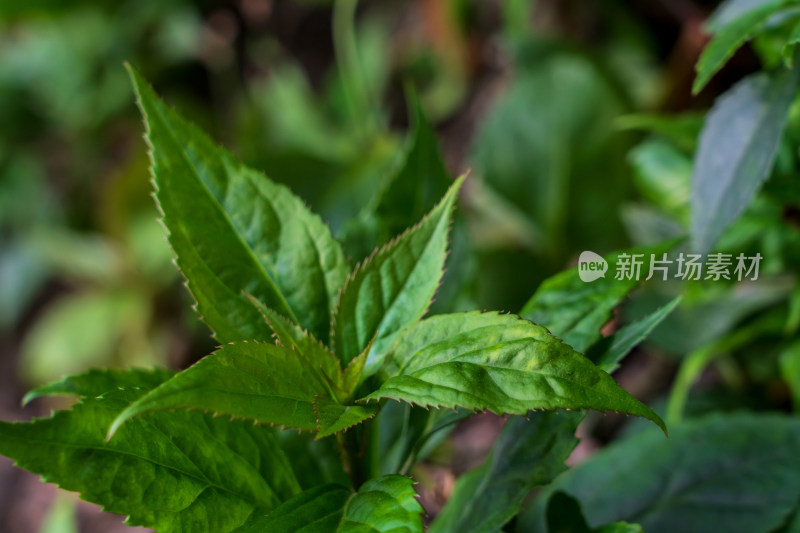 中药材玄参科植物腹水草