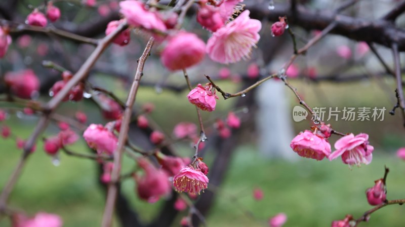 粉色梅花盛开的枝头景象