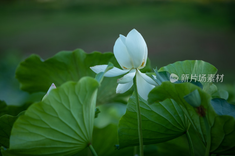 盛开的白色荷花