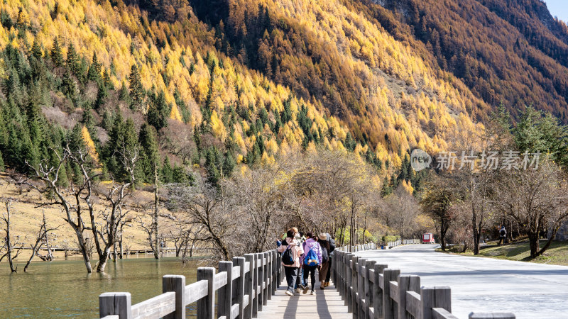 四川阿坝四姑娘山双桥沟景区的秋色正浓