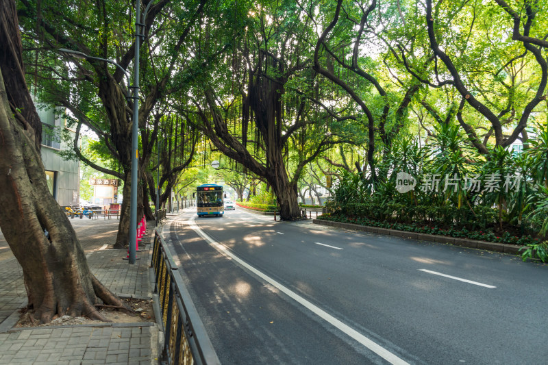 林荫街道上行驶的公交车