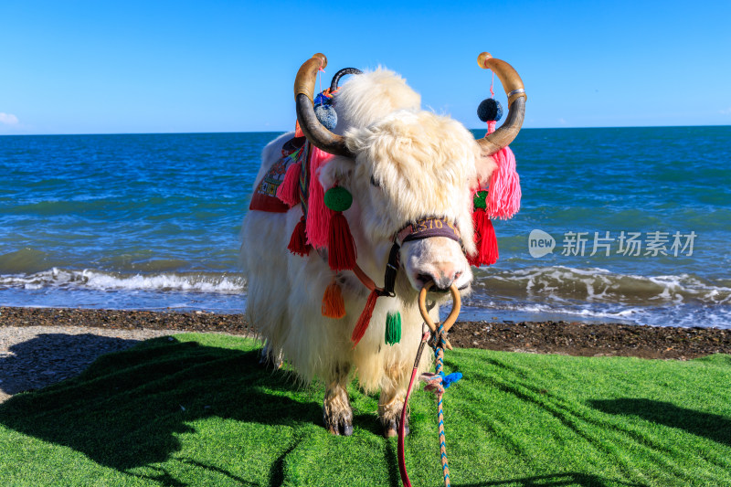 青海湖边装饰牦牛