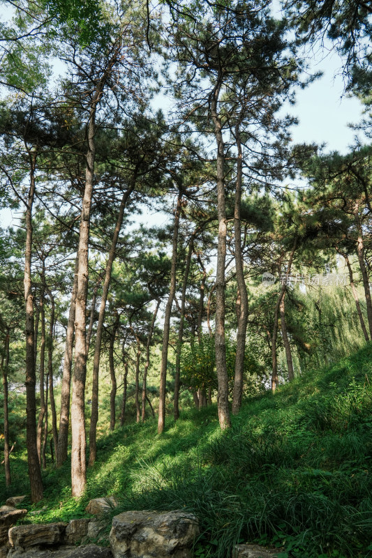 北京圆明园公园树林风景