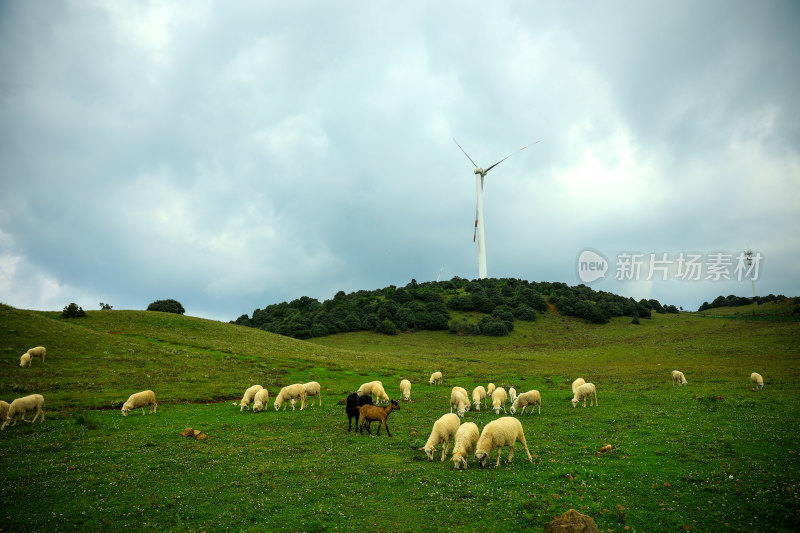 草原牧羊场景