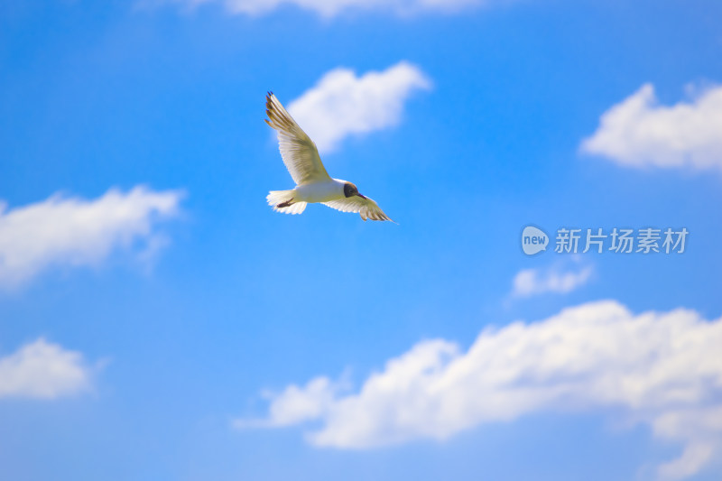 蓝天中飞翔的海鸥