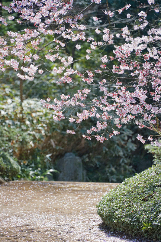 日本，川越喜多院，日式建筑与垂枝樱