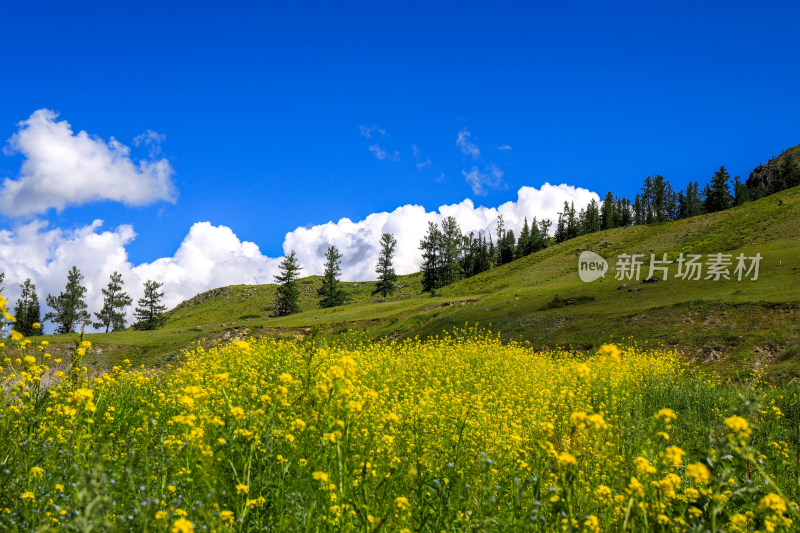 新疆阿勒泰地区喀纳斯森林草原自然风景