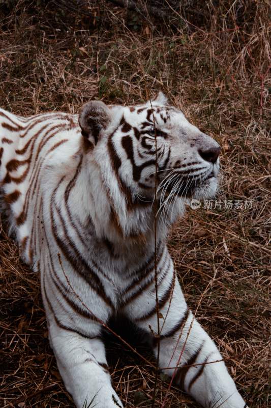 野生动物老虎食肉动物狩猎者