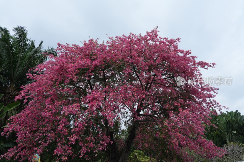 满树红花