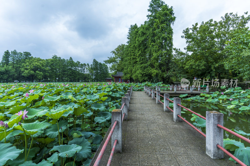 武汉东湖磨山景区盆景园