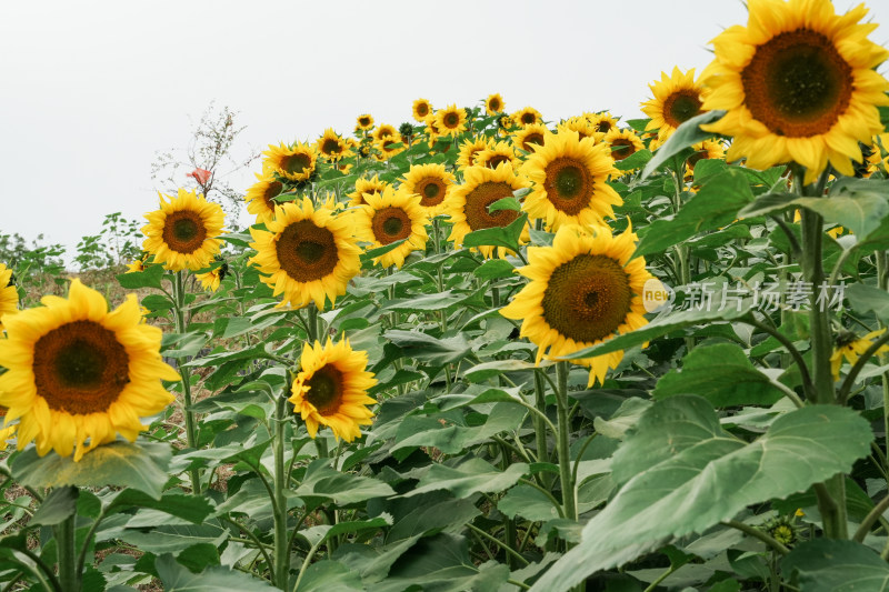 北京温榆河公园向日葵花田