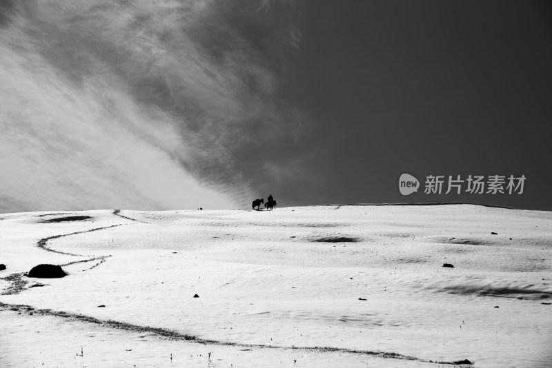 雪原上的牧马人