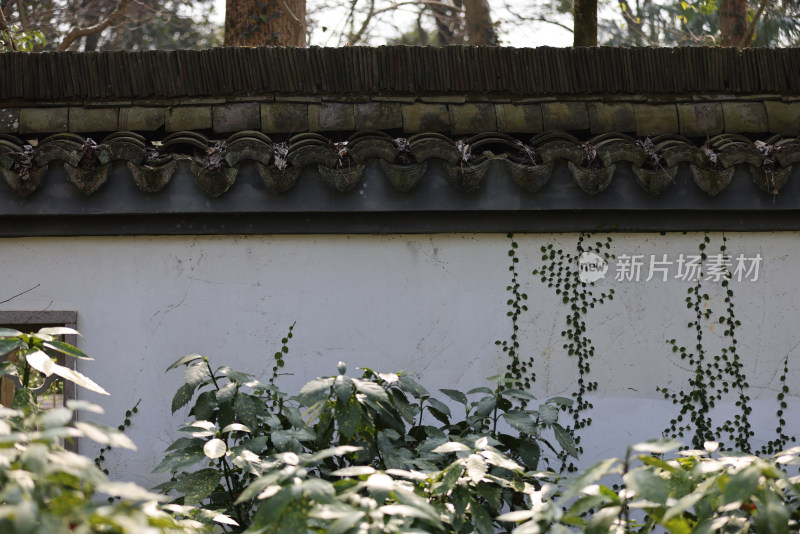 绿色植物爬在建筑物白墙上的特写