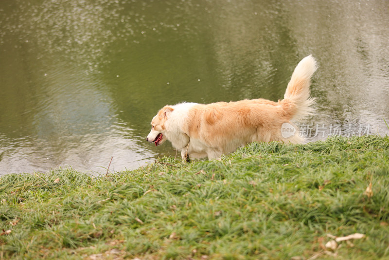 在湖边喝水的边境牧羊犬