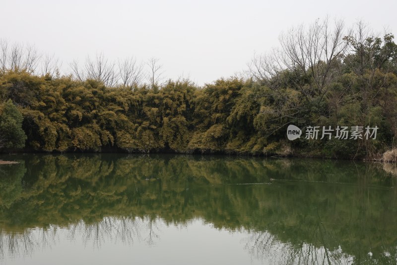 平静湖水倒映岸边繁茂植被景象